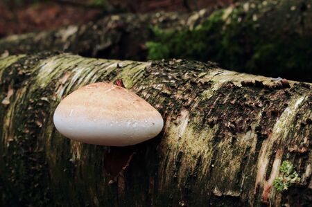 A thick mushroom on the tree trunk