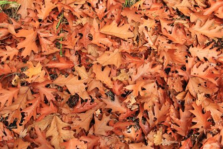 autumn leaves