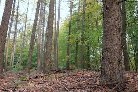 The fir forest