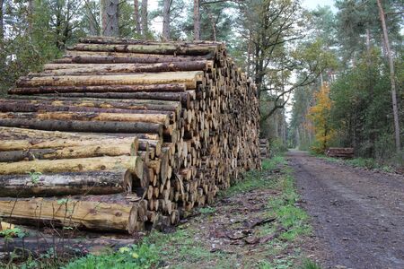 Pile of wood on the way