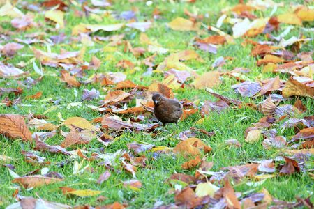 Blackbird between the autumn leaves on the grass