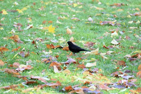 Blackbird on the grass looking for foodの写真素材