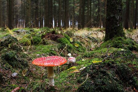 The poisonous fly agaric
