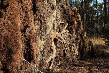 The huge root