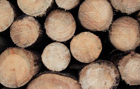 A pile of sawn-off logsの写真素材