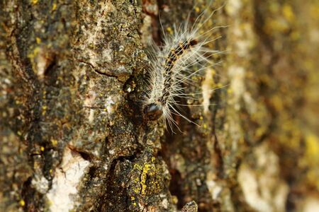 Small caterpillar on the tree trunk