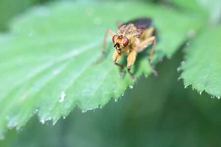 Fly on the leaf
