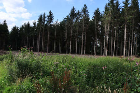 Forest die from too little rain