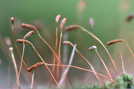 Moss on the forest floor