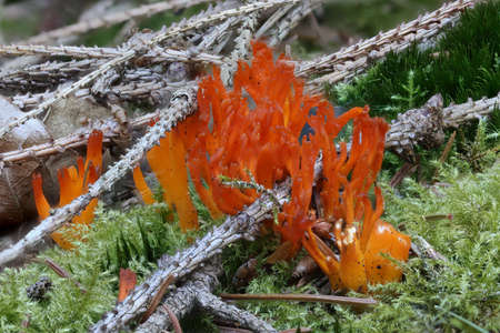the young growing golden-colored coral mushroom