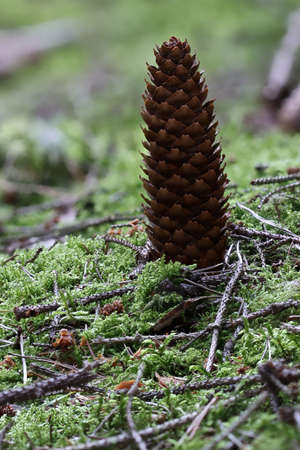 Pine cones on the forest floorの写真素材