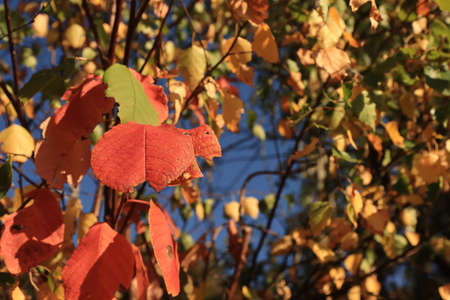 the beautiful fall colors