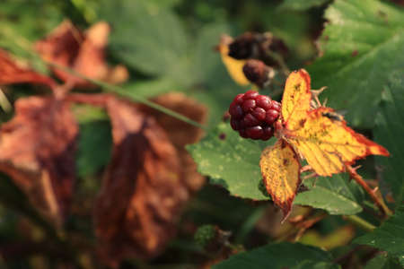 Blackberry in autumn