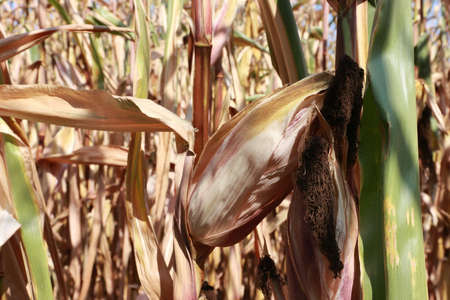 the corn on the cob