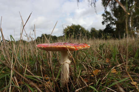 Toadstool
