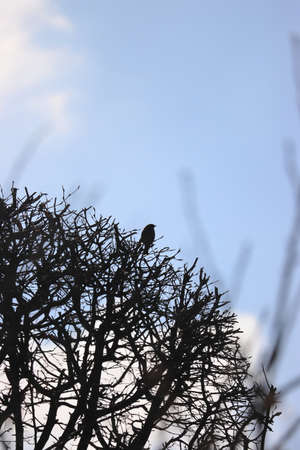 Contour of the songbird in the twilight
