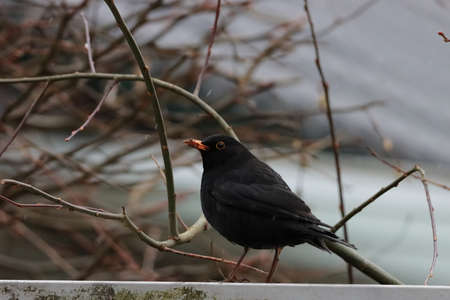 beautiful blackbird on the fence