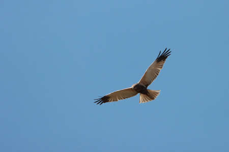 a bird of prey on the hunt