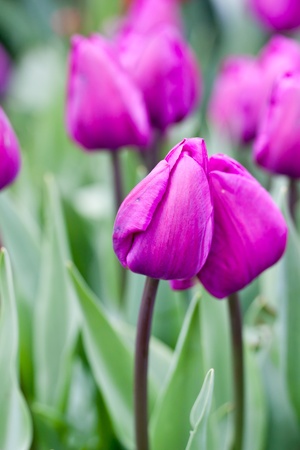 pink tulipsの写真素材