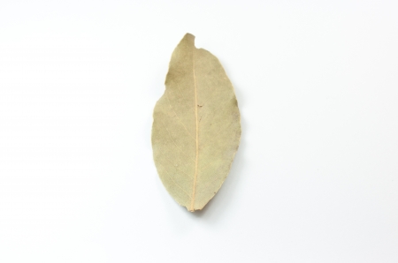dried daphne leafの写真素材