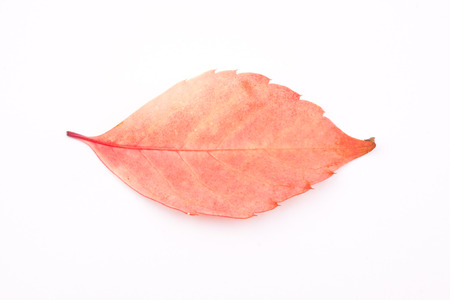 autumn leafの写真素材