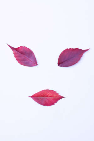 face on leavesの写真素材