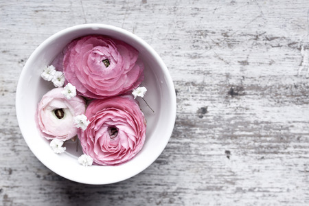 pink ranunculusの写真素材