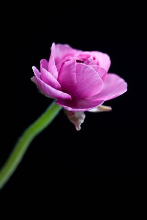 pink ranunculusの写真素材