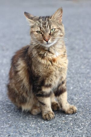 Brown catの写真素材