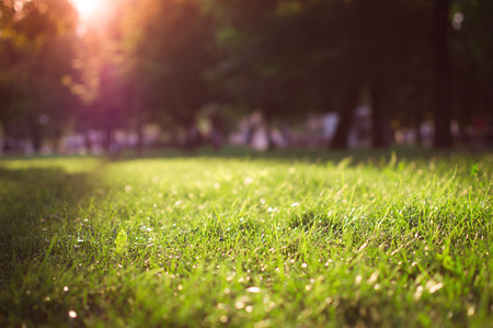 Green grass in the park. Trees in the background. Lawn. Bright sunny day. Solar lights up.の写真素材