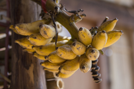 Bunch of ripe bananas but not full bunchの写真素材