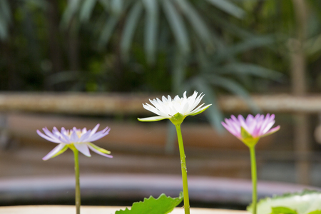 Three flowers  of a lily in waterの写真素材