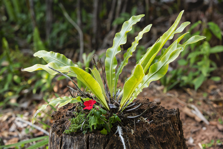bird nest fern.on the Stumpの写真素材