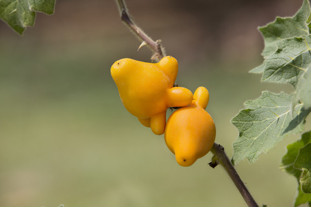 Nipple fruit on the tree.