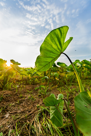 Sunset view in paddy,behind Taro leaves.の写真素材