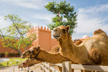 Camel in the farm,Thailandの写真素材