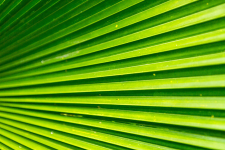 Lines and textures of Green leafs background.