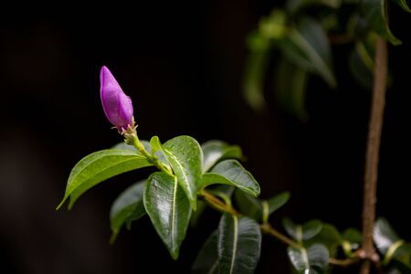 Violet Flowers on Dark Background,soft focusの写真素材