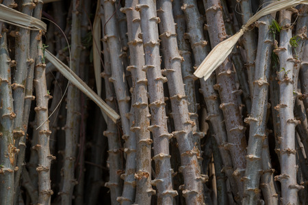 the trunk of cassava treeの写真素材