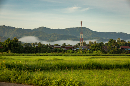 Green rice field and the mountain in countryside.の写真素材