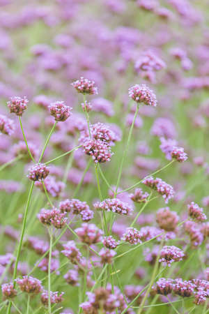 Verbena bonariensis flowers (Argentinian Vervain or Purpletop Vervain, Clustertop Vervain, Tall...