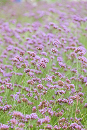 Verbena bonariensis flowers (Argentinian Vervain or Purpletop Vervain, Clustertop Vervain, Tall Verbena, Pretty Verbena) in gardenの写真素材