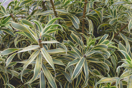 green nature plant leaves for wallpaper background(film fillter)