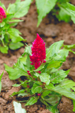 Colorful Blooming Cocks comb, Foxtail amaranth, Celosia Plumosa or Celosia argentea.