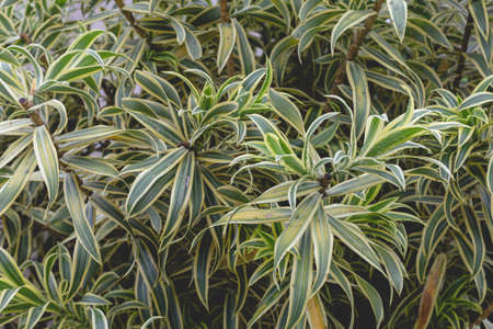 green nature plant leaves for wallpaper background(film fillter)の写真素材