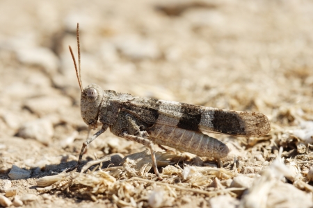Brown locust close up full body side view  Oedipoda carulescens の写真素材