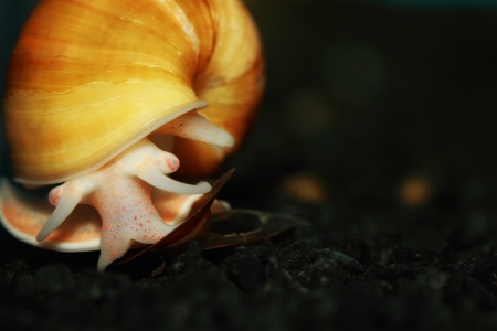 Close-up pf a grown up Yellow Apple Snailの写真素材