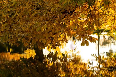 Beautiful colors of autumn landscape by the lakeの写真素材