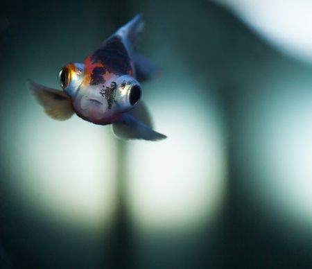 Little gold fish on clear water close-upの写真素材