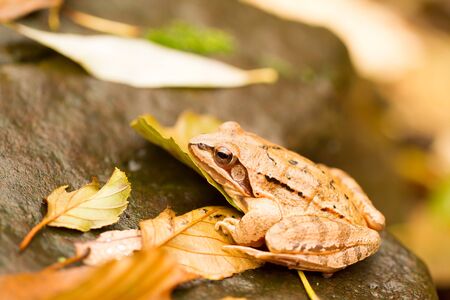 Close-up from a yellow frogの写真素材